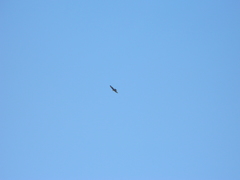 Parabuteo unicinctus