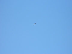 Parabuteo unicinctus