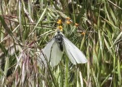 Pieris marginalis