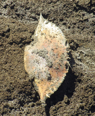 Achelous xantusii