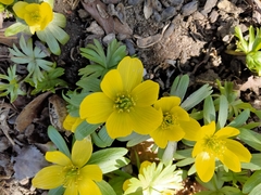 Eranthis