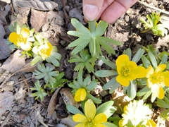Eranthis