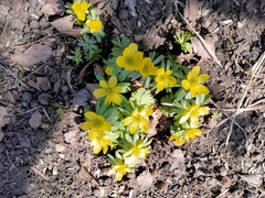 Eranthis