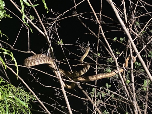 Brown Tree Snake sighting