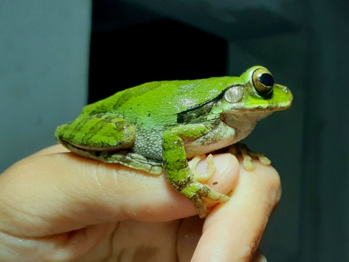 Mexican Treefrog (Smilisca baudinii), a species recorded in Texas