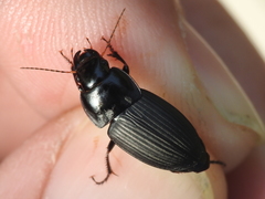 Anisodactylus merula