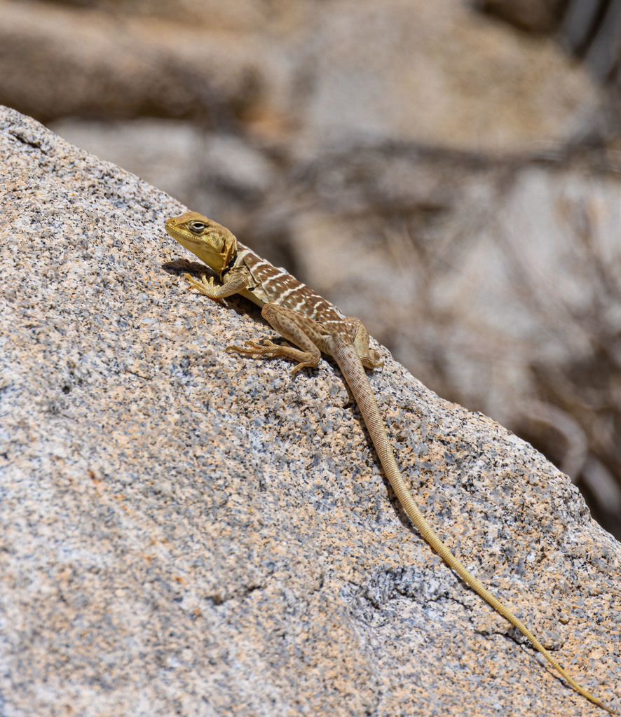 Baja California Collared Lizard from Imperial County, CA, USA on May 4