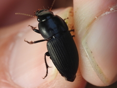 Anisodactylus merula