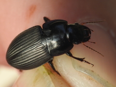 Anisodactylus merula