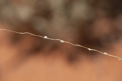 Digitaria divaricatissima