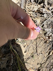 Saltugilia splendens