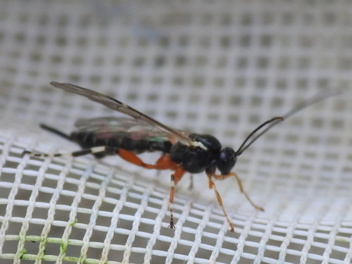 Itoplectis conquisitor photo 4