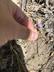 Saltugilia splendens