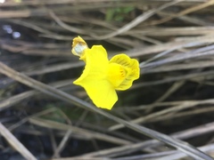 Utricularia