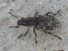 Tanymecus confusus