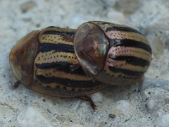 Agroiconota bivittata