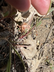 Saltugilia splendens