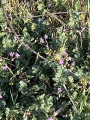Erodium cicutarium