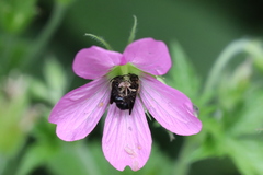 Chelostoma rapunculi