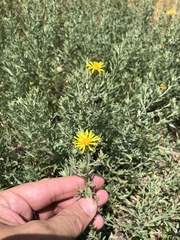 Heterotheca canescens