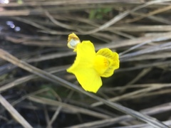 Utricularia