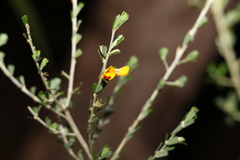 Pultenaea cuneata