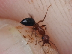 Camponotus decipiens