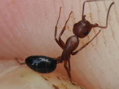 Camponotus decipiens