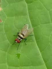 Anthomyia oculifera