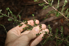Pultenaea cuneata