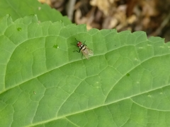 Anthomyia oculifera
