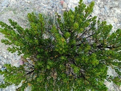 Baccharis tola