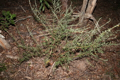 Pultenaea cuneata