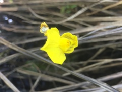 Utricularia