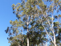 Eucalyptus bosistoana