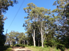 Eucalyptus bosistoana