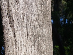 Eucalyptus bosistoana