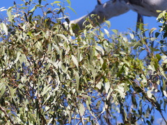 Eucalyptus bosistoana