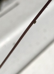 Insecta