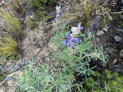 Lupinus altimontanus