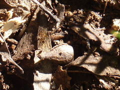 Eucalyptus bosistoana
