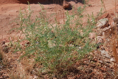Astragalus racemosus