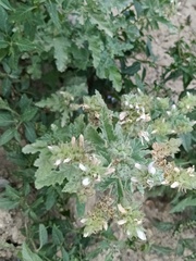 Tarasa hornschuchiana