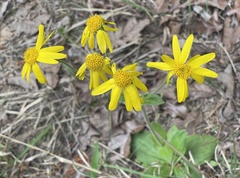 Arnica acaulis