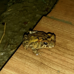 Incilius porteri