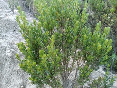 Baccharis tola
