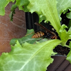 Polistes jokahamae
