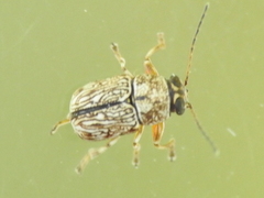 Pachybrachis texanus