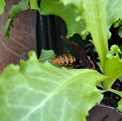Polistes jokahamae