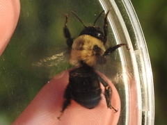 Anthophora abrupta